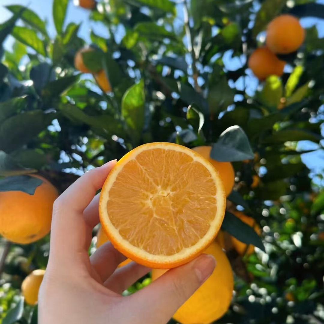 邮邮甄选农产品