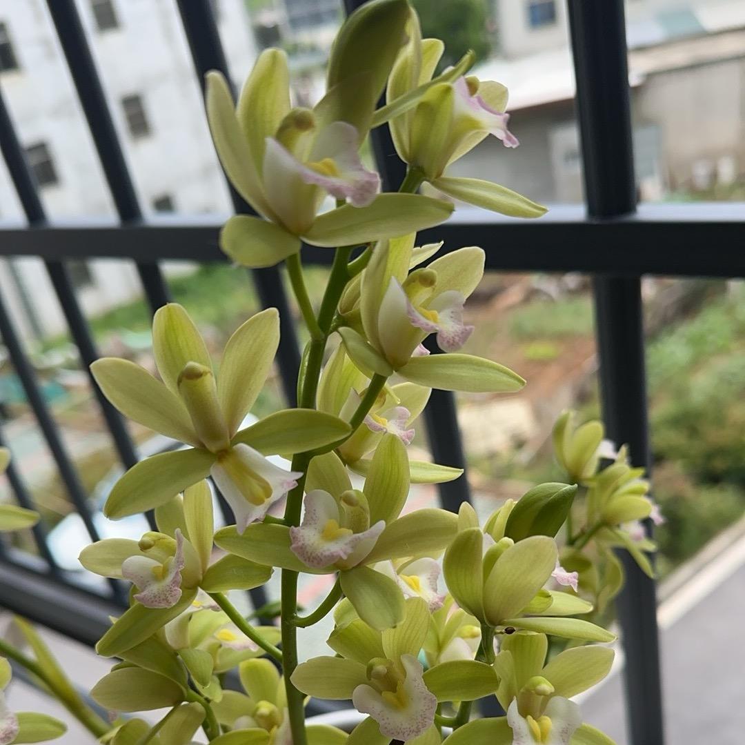 🍀岁月💫静好☀️
