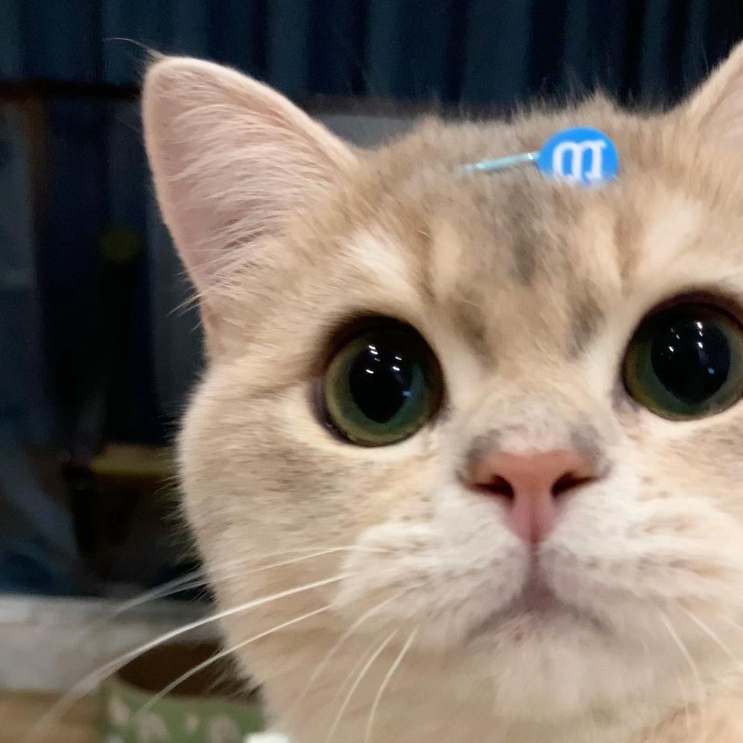 润润meow