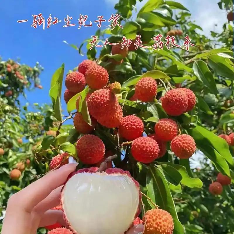 争鲜水果小卢