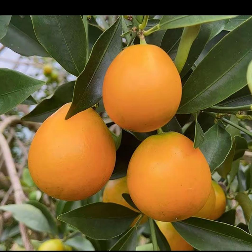 老表家的融安金桔