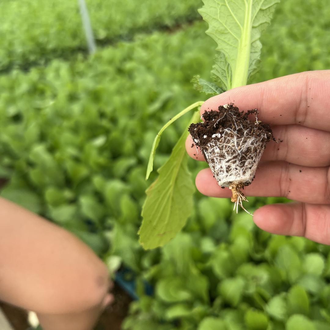 肇庆市茂盛农业科技有限公司