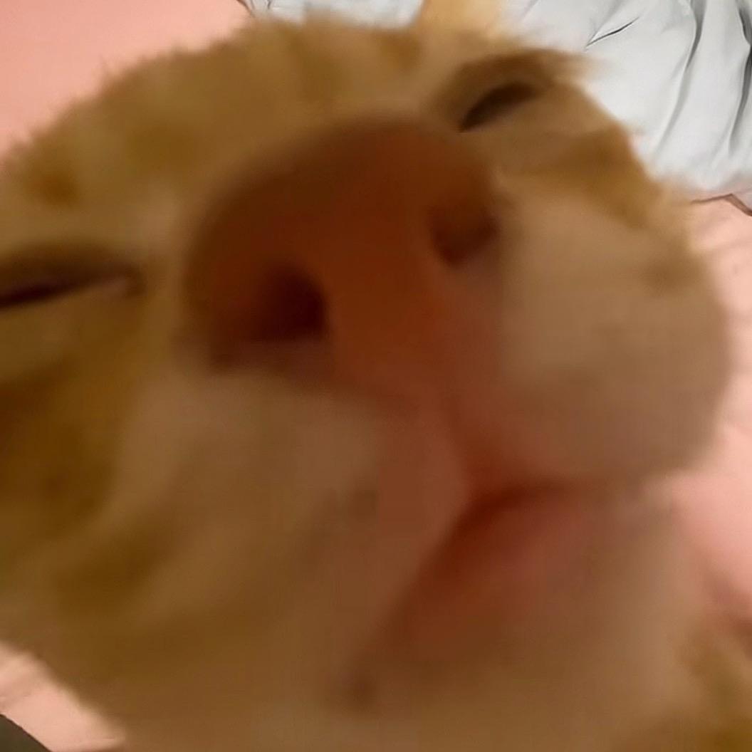 𝑴𝒊𝒔𝒕𝒓𝒂𝒍