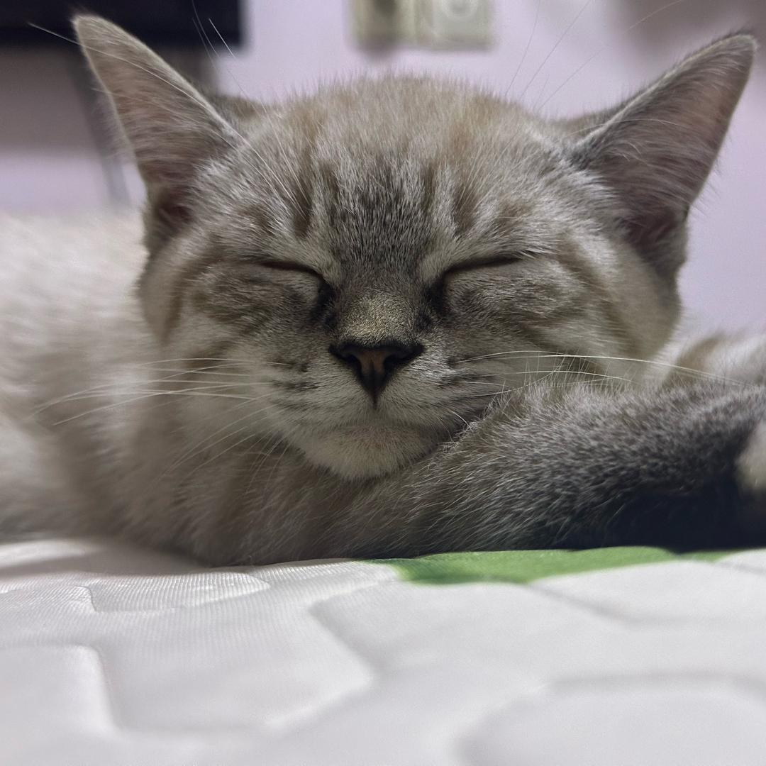 小雯 （养猫版）