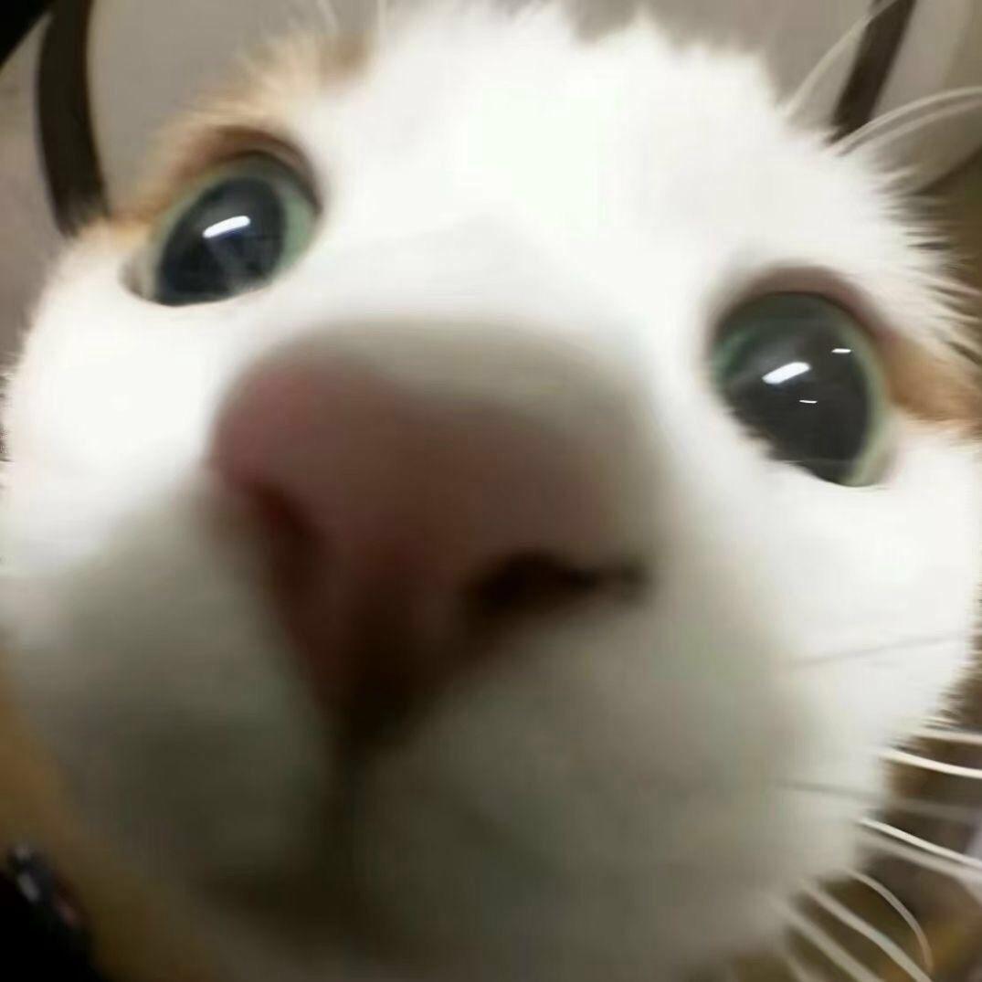 一只幸运猫🐾