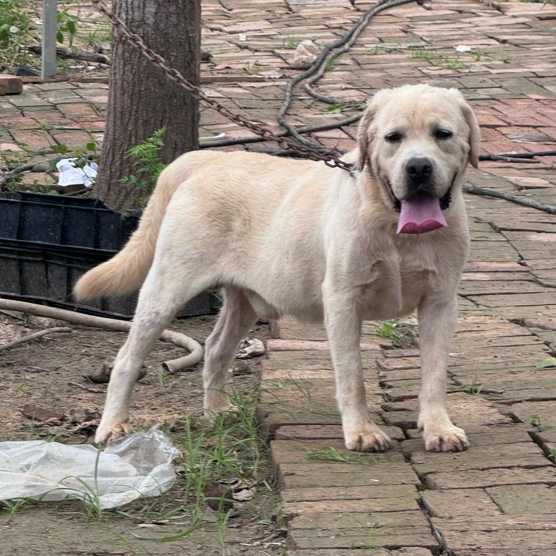 郸城聚鑫犬业