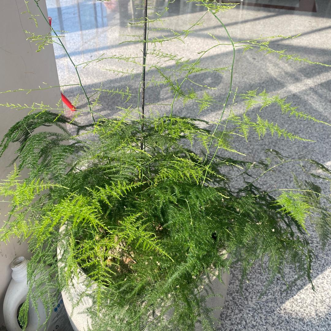 🌈橘子汽水🥤