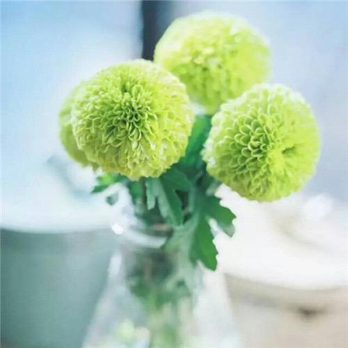 素君绿植基地