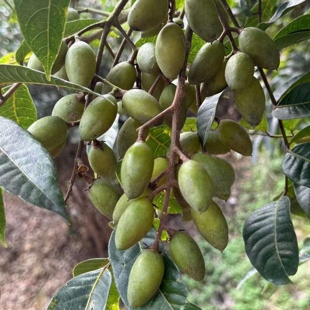 福州静姐橄榄批发