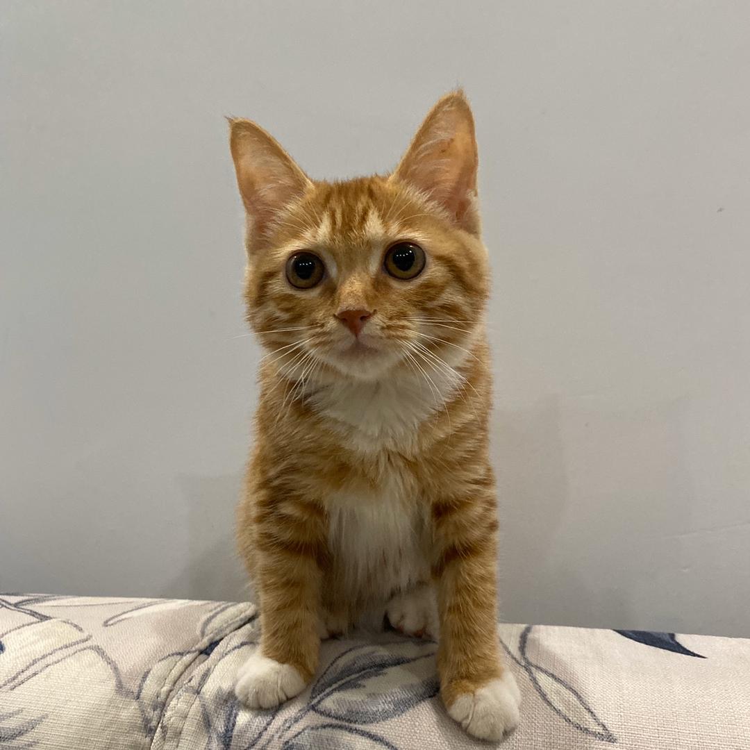 🌈猫孩子的幸福生活