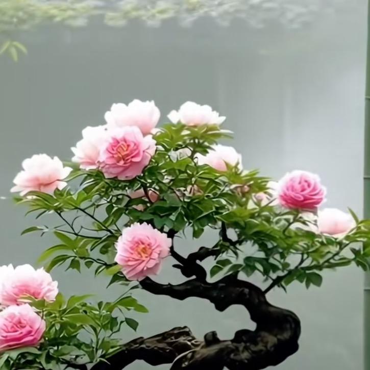 玲玲@@@