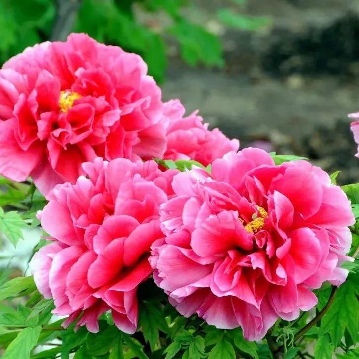 蔷薇花（拒绝私聊）