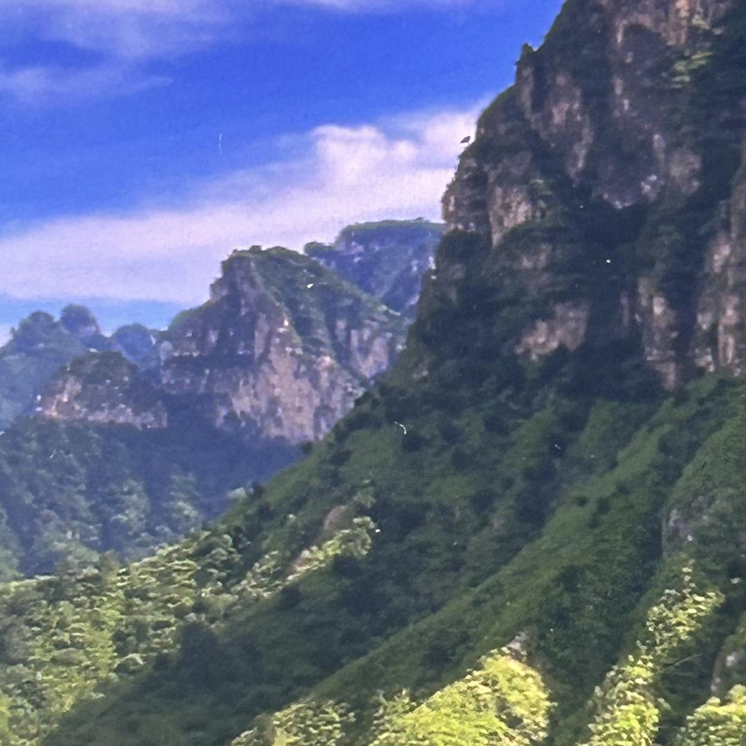 喜乐黄荆桩盆景