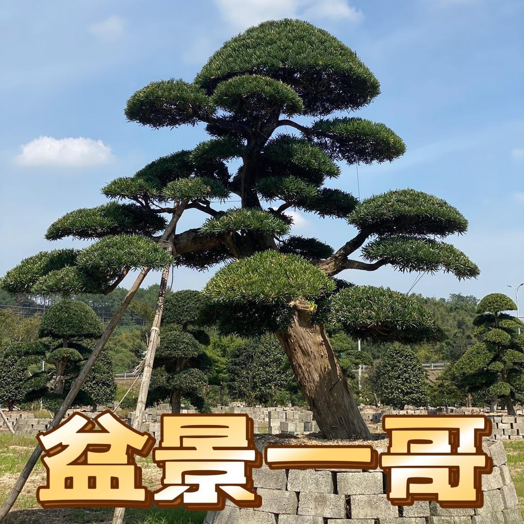 盆景一哥
