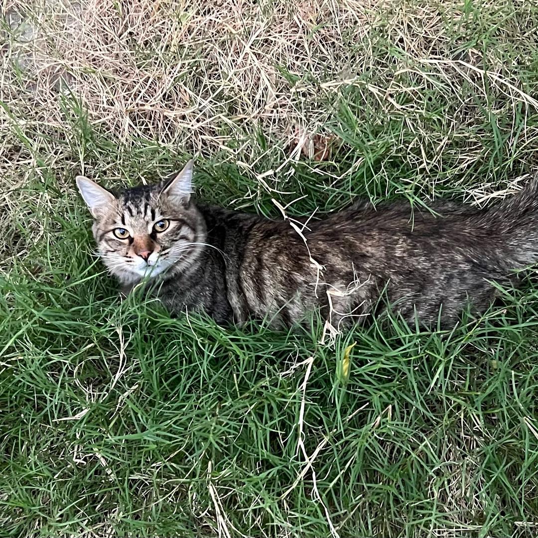 盖碗