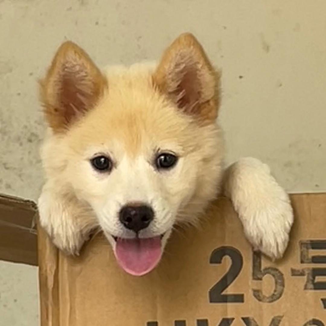 在重庆卖土松犬的老表