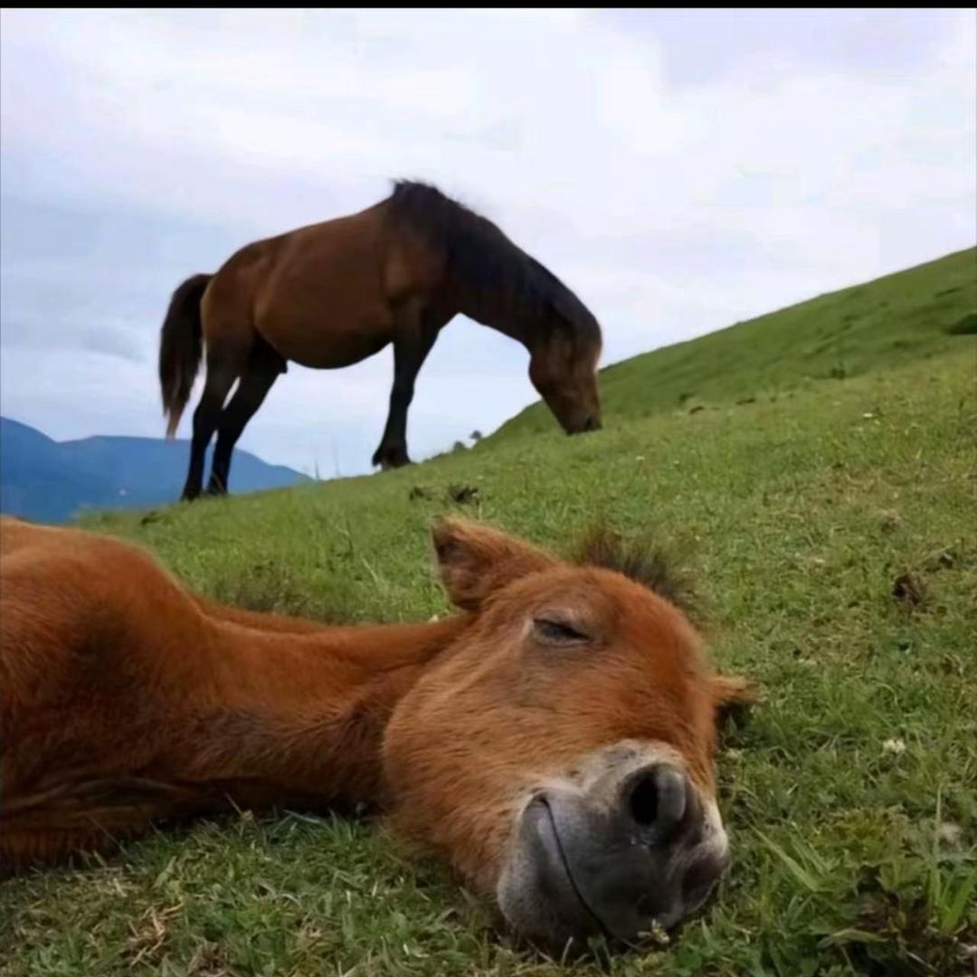 奥门张飞直播号·茂途贸
