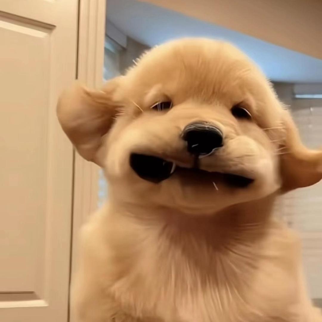 珍是一只珠🐾