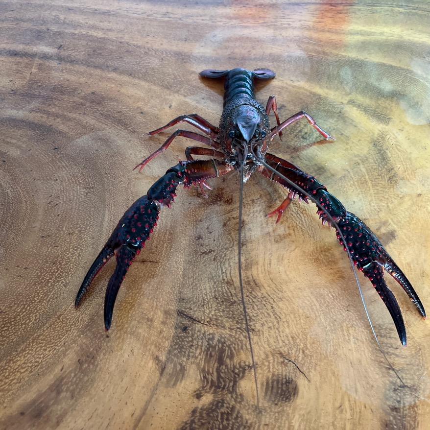 垇坵珍虾养殖小龙虾🦞