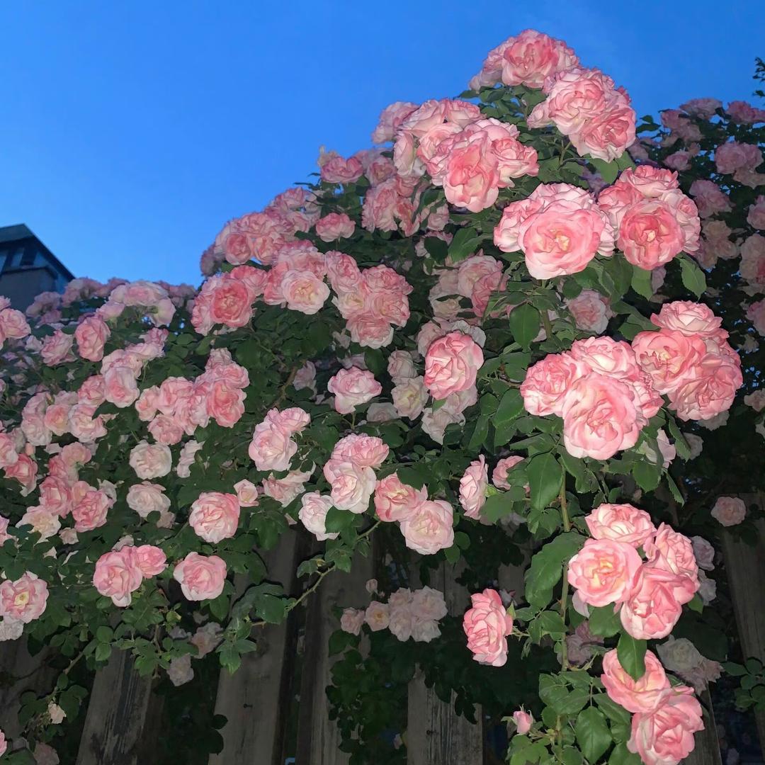 三岁
