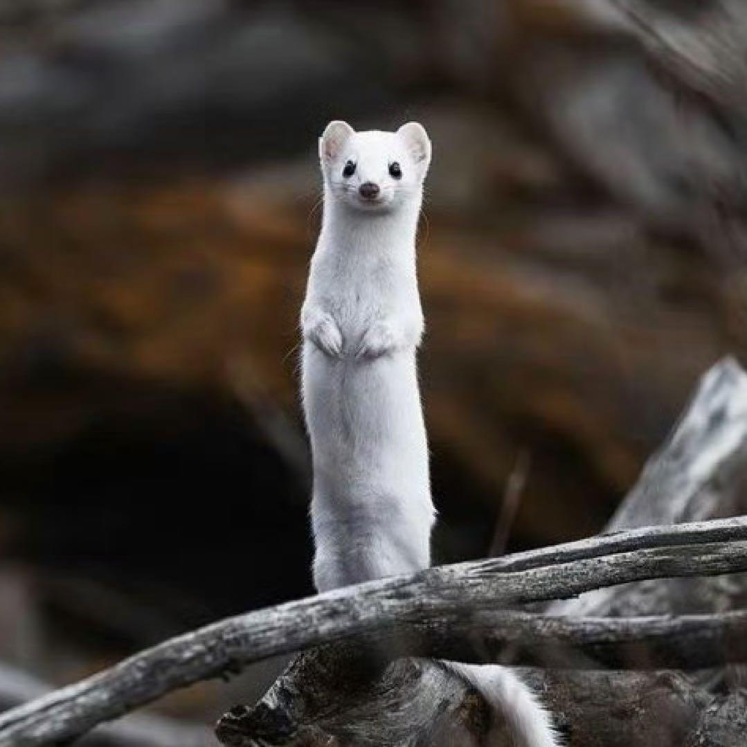 ali阿里国际站鹤渝