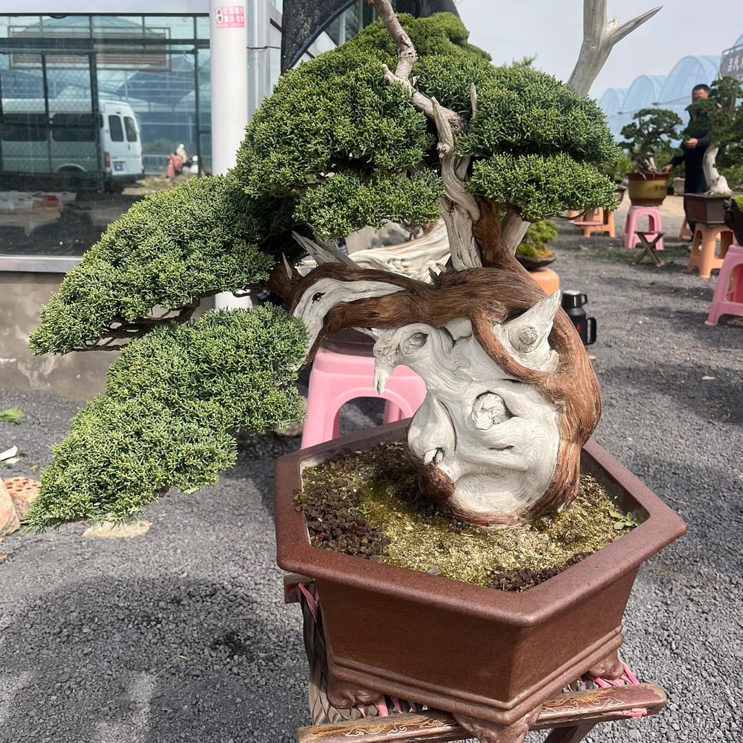 优雅馨