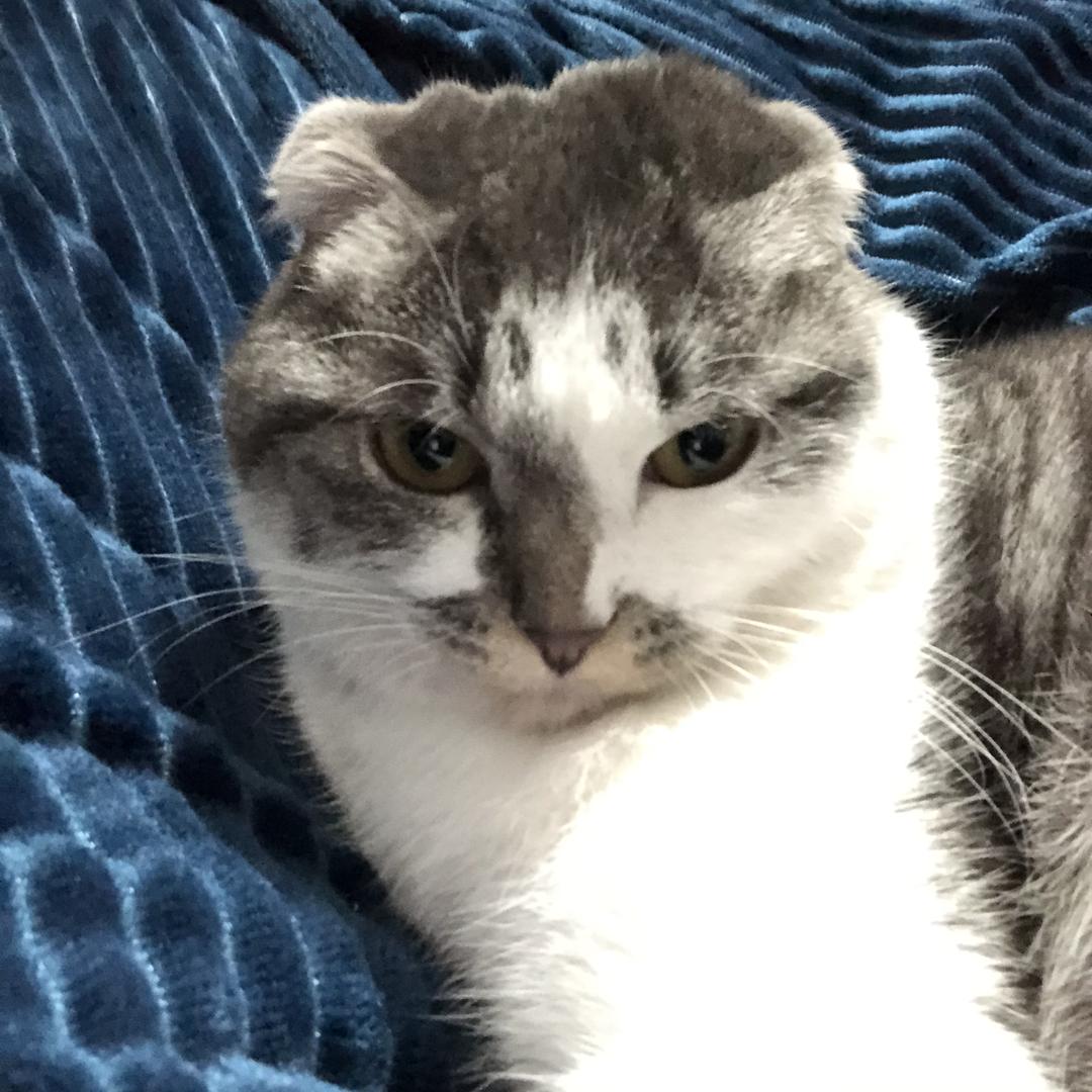狗鸭