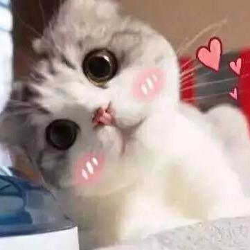 安安养猫日记