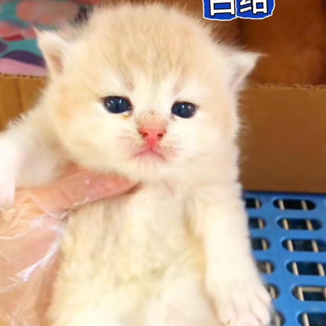 守护家人的杨晨头像