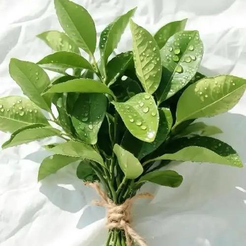 刘刘不吃葱