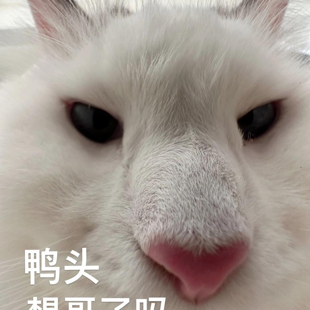 猫拎鱼儿