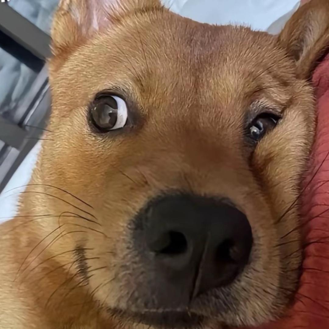 别打了我是酱油