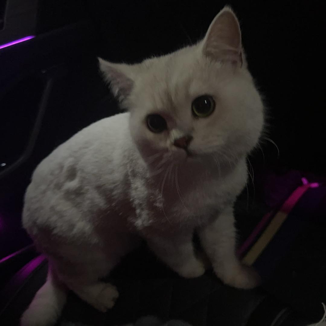 小九