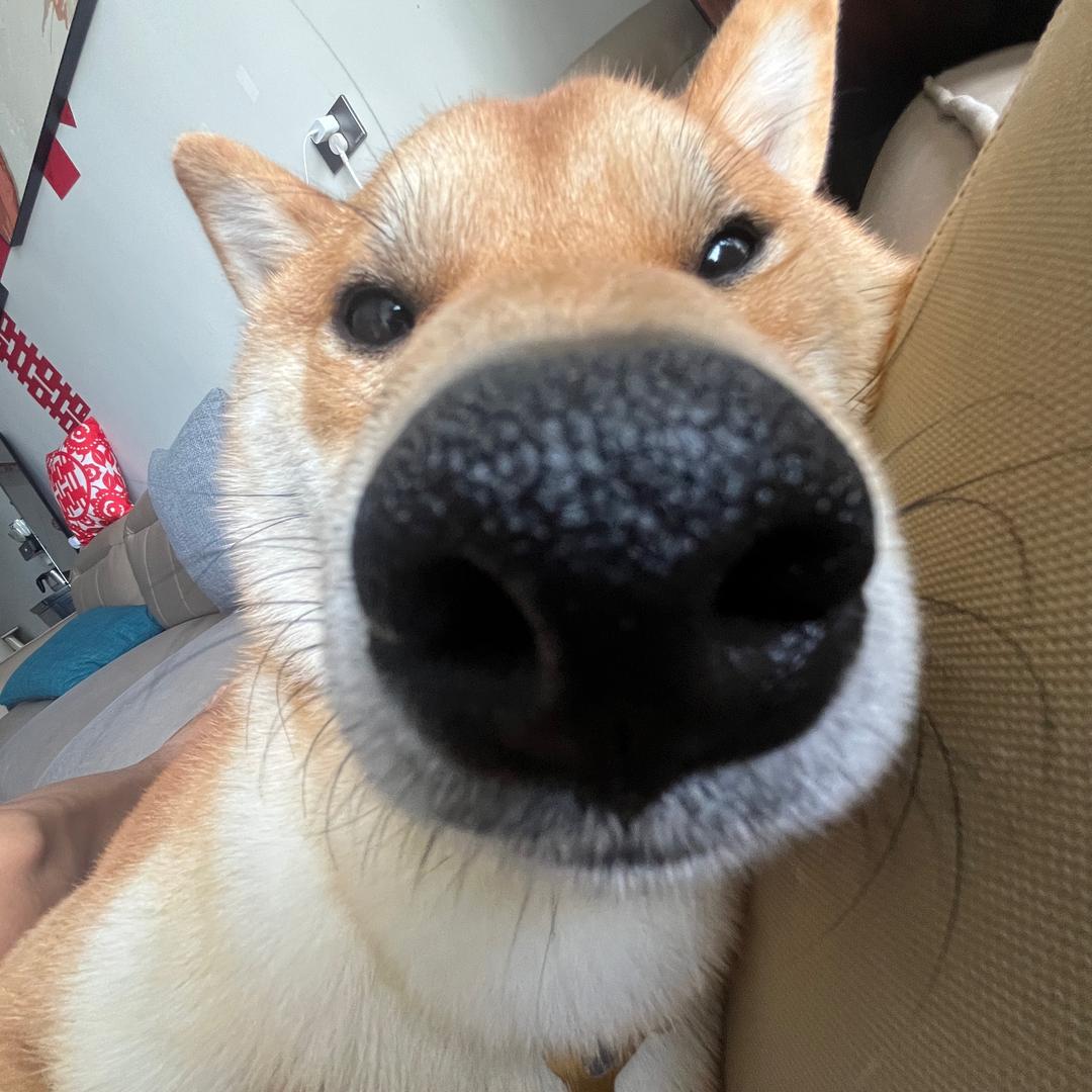 山药不是药