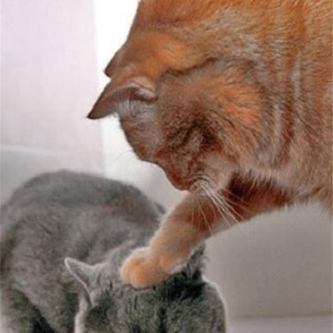 家有多宝🐱