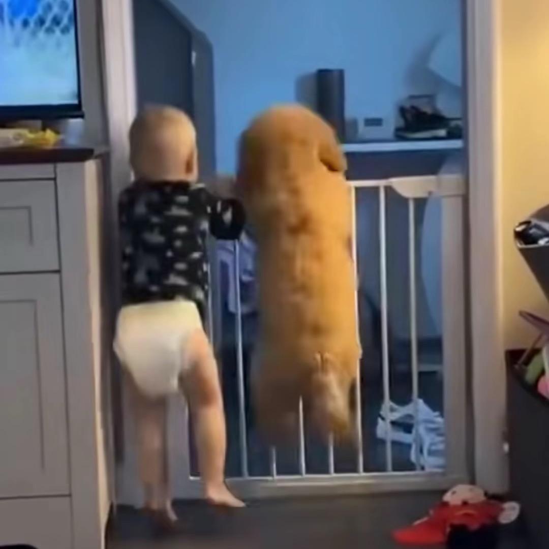 🐷..