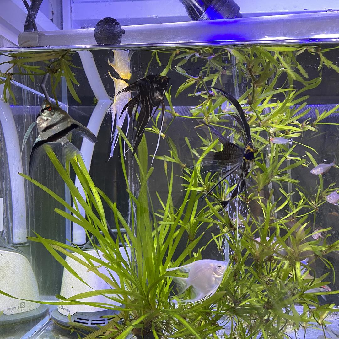 甄渔源生态水族