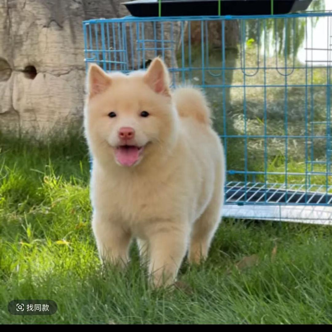 田园犬