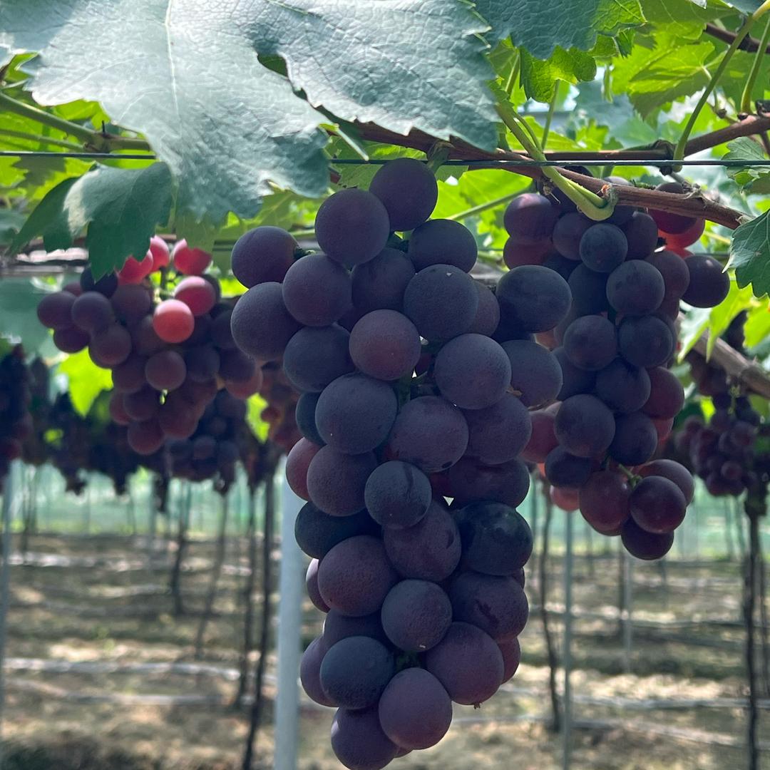 沿江巨峰葡萄生态采摘园