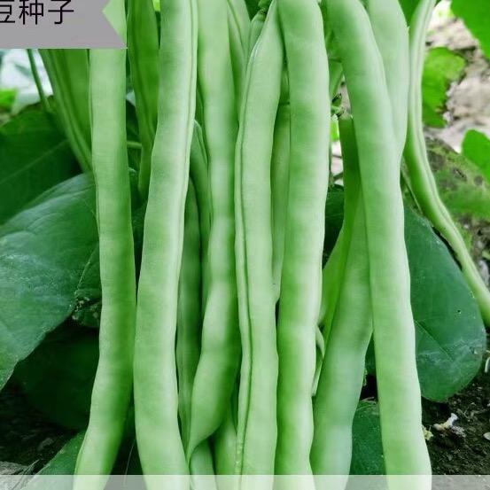 小青爱种植