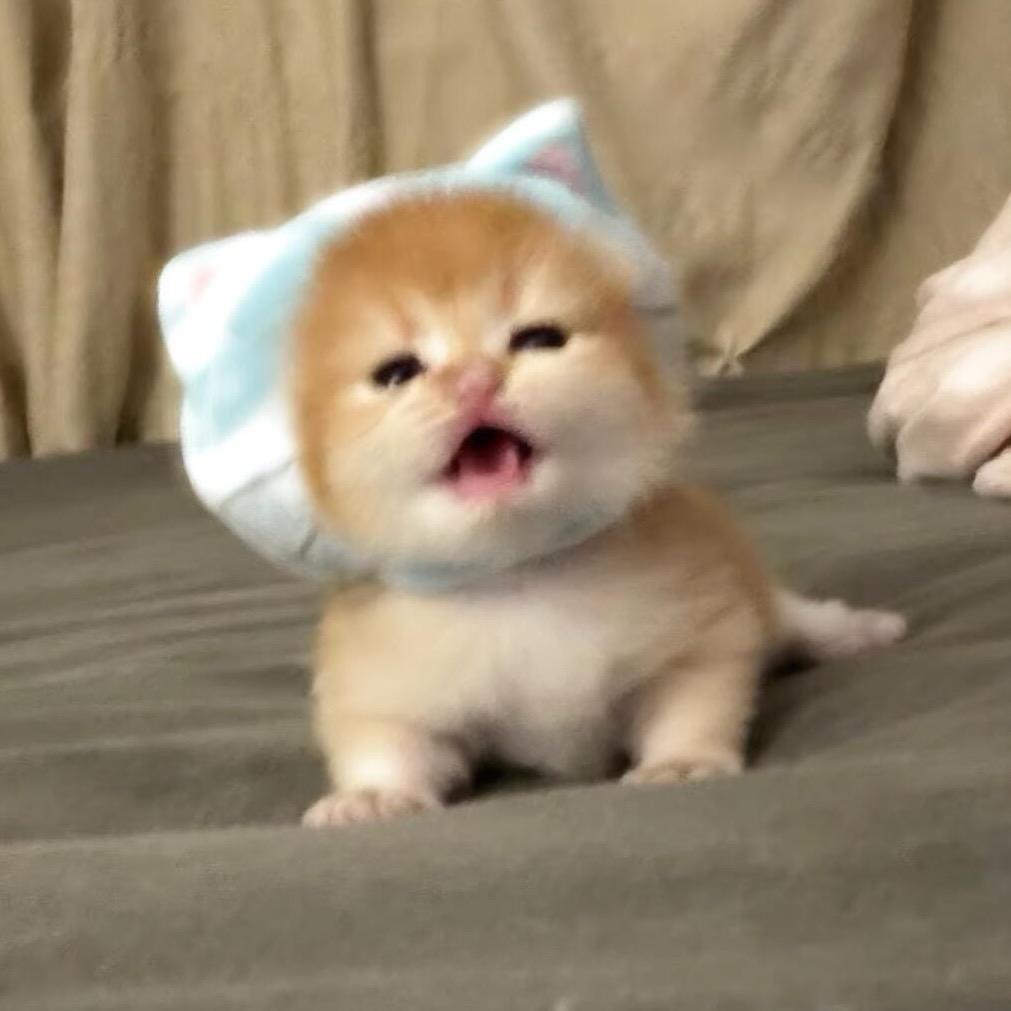 想我的小猫