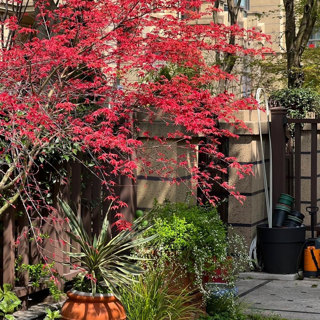 沭阳县无夏花卉经营部