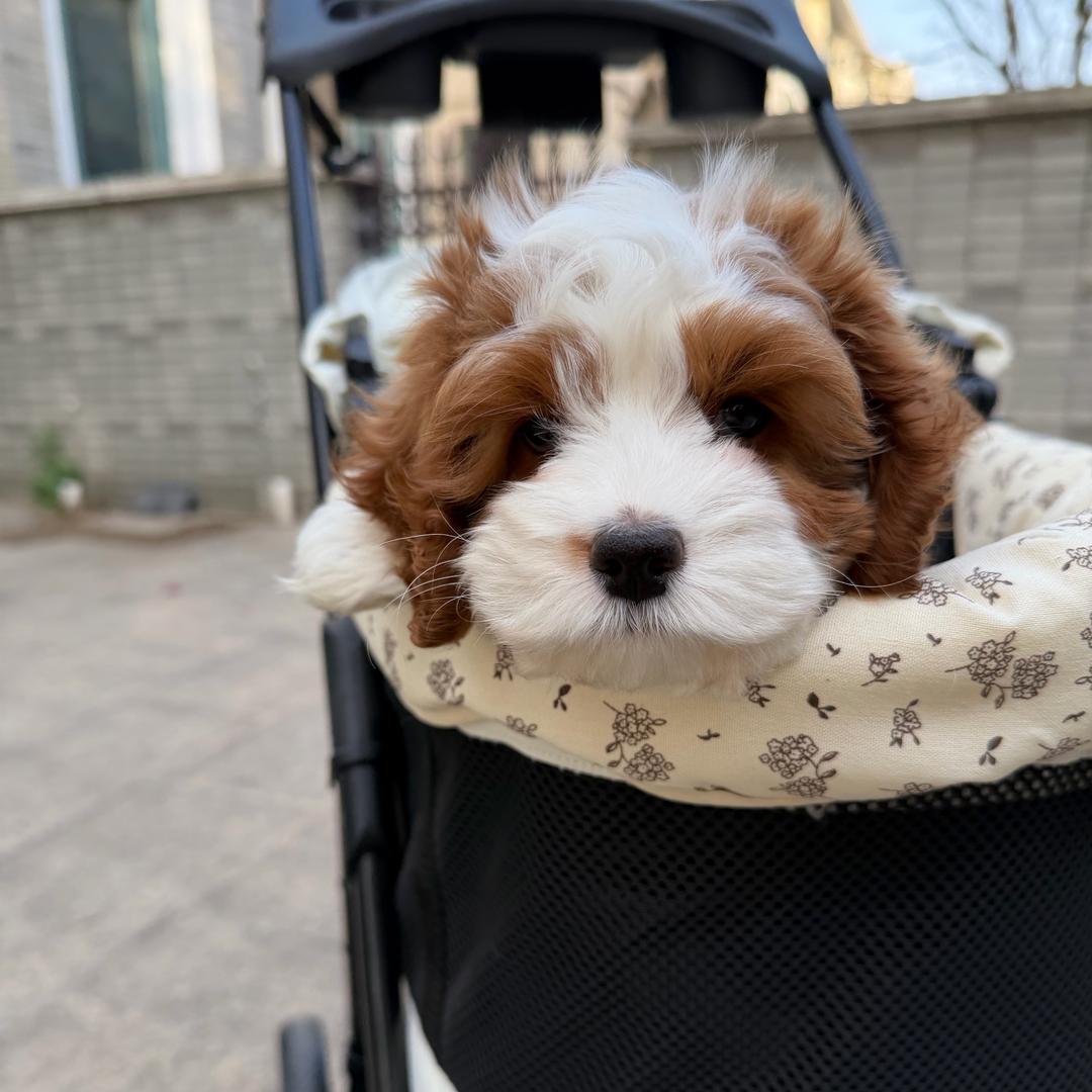 安安家小体可卡布cockapoo