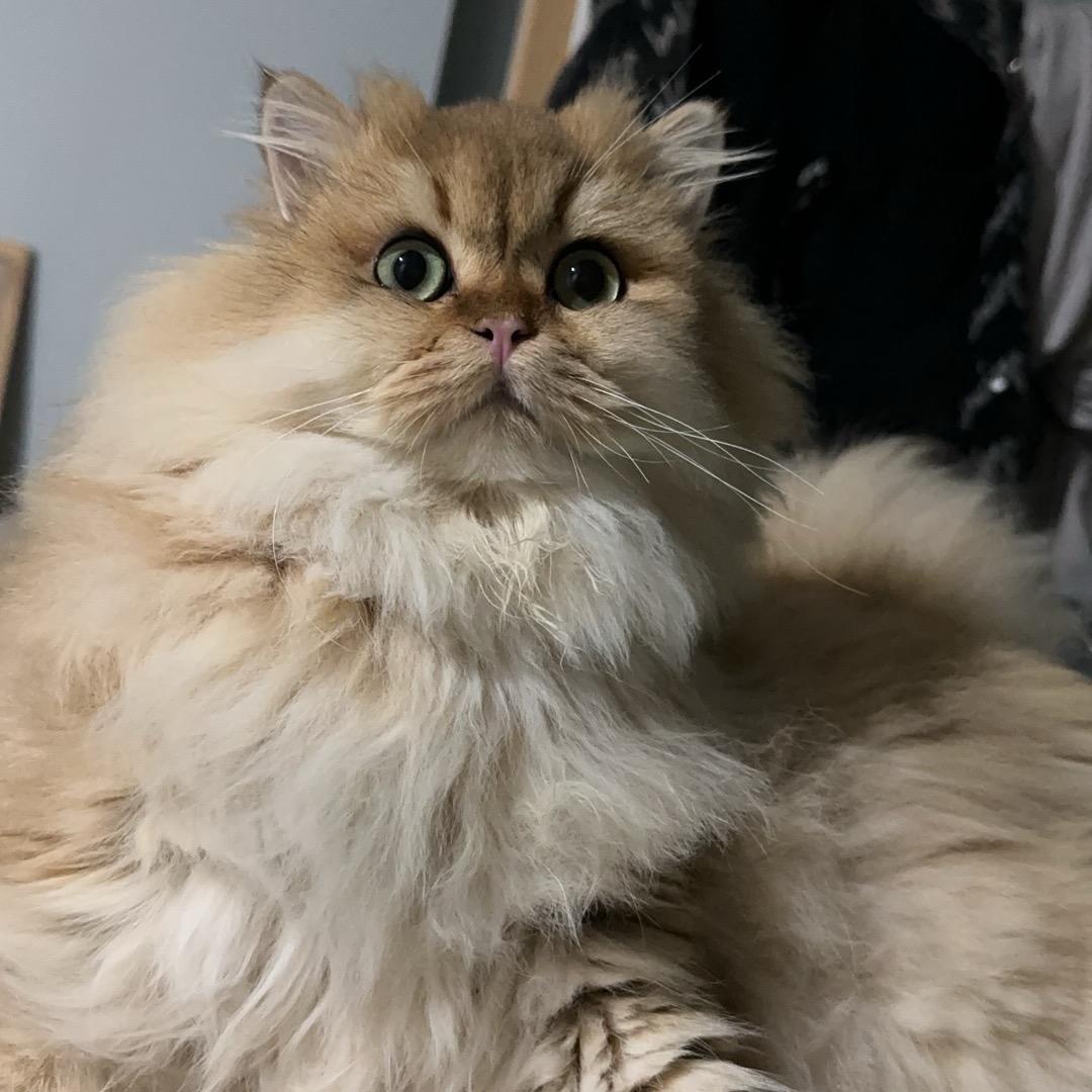 元宝是我养的猫