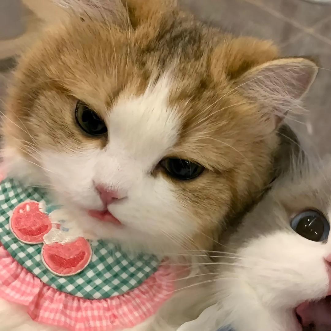 片片是我