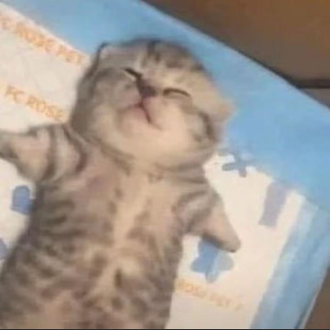 呆喵