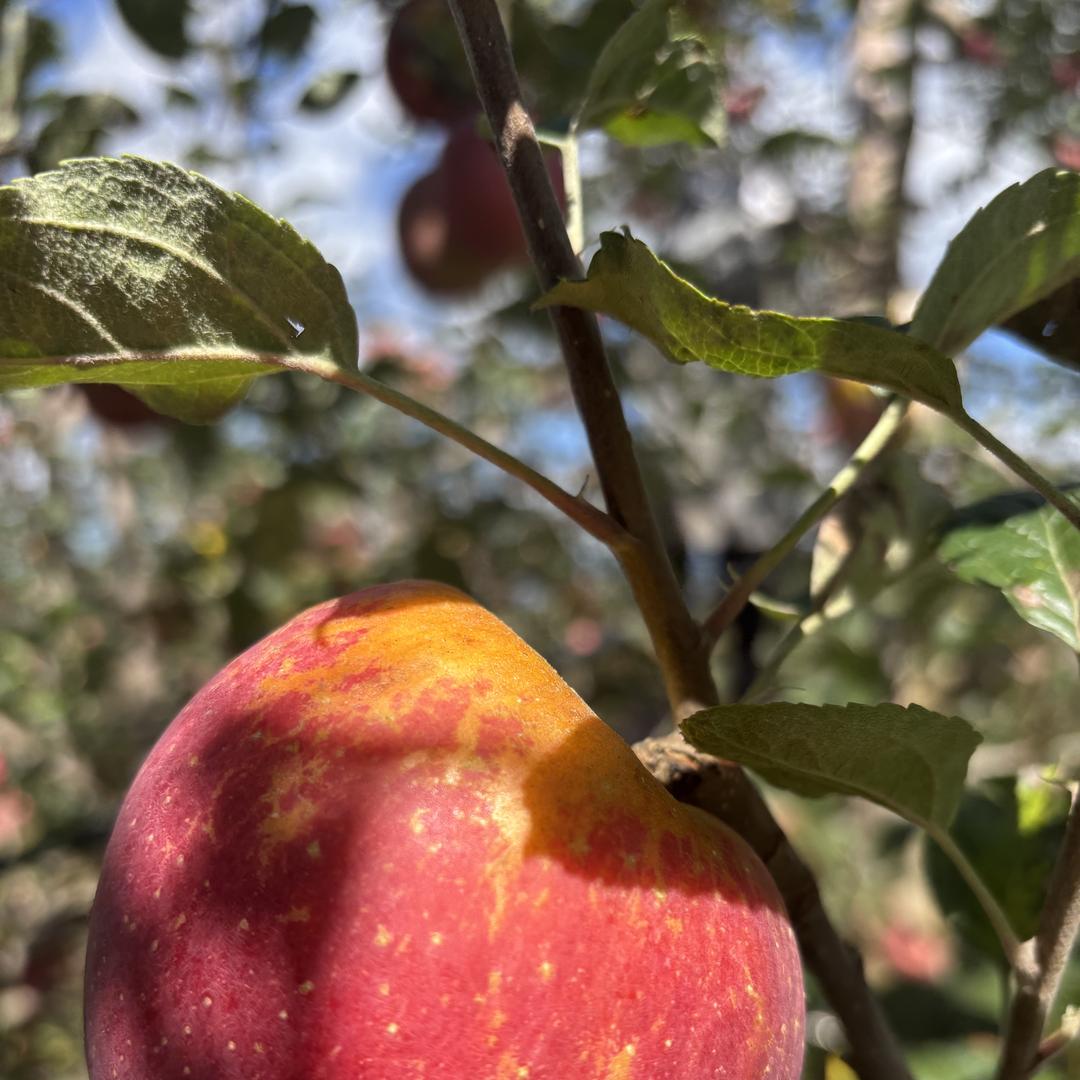 大山寻味 盐源丑苹果