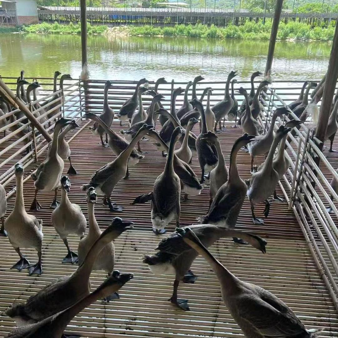黑棕鹅源头批发（三鸟生鲜供应链）