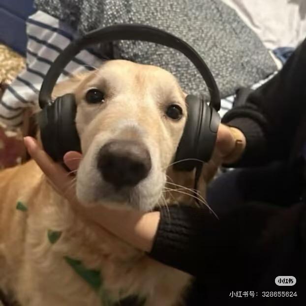 冰岛里的雨林🌱