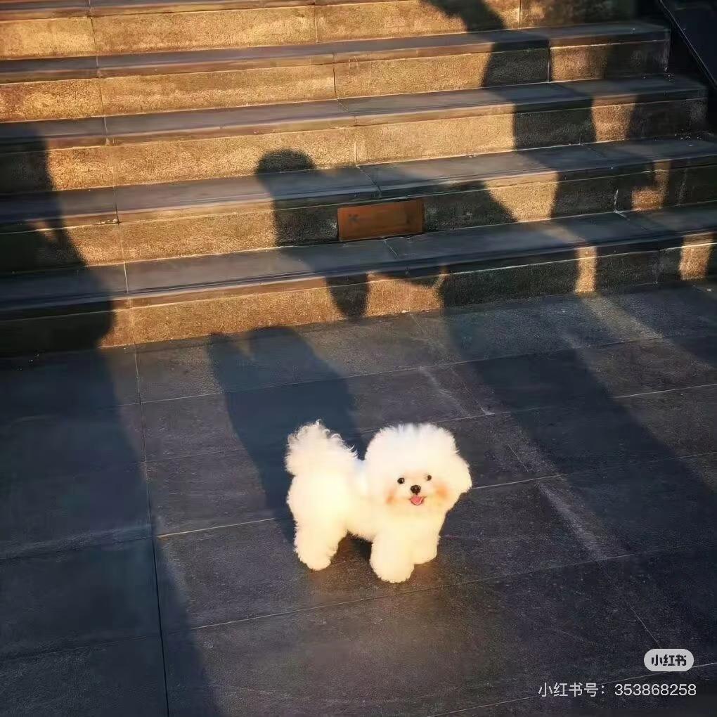 社恐小美